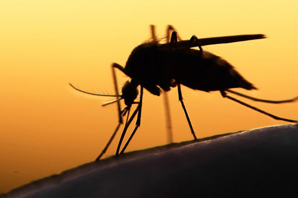 Foto colorida do mosquito Aedes aegypti, transmissor da febre amarela em ambiente urbano.