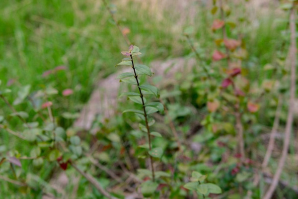 Imagem de uma plantação. Um galho fino com folhas pequenas em destaque.