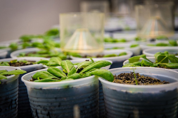 Conjunto de plantas em experimento no laboratório. Em plano geral, elas estão distribuídas em copos de plástico e armazenadas com terra