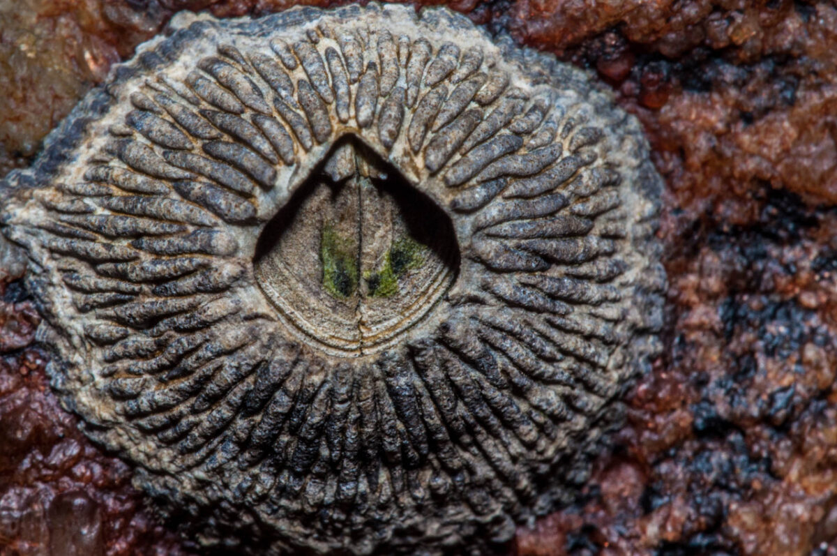 Foto mostrando detalhes de uma craca, formações com textura granulada e forma circular