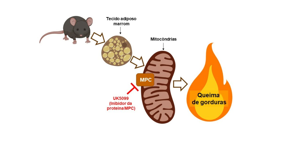 Esquema ilustrado mostra um rato, seu tecido adiposo marrom, sua mitocôndria e a queima da gordura