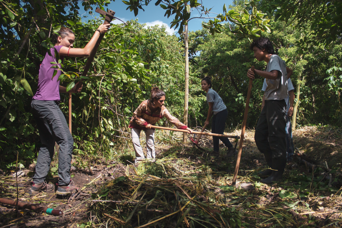 Com enxada, rastelo e outras ferramentas, cinco jovens roçam área plantada na Ilha do Fundão