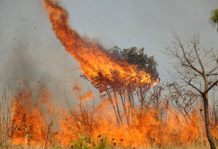 Vegetação do Cerrado é tomada pelo fogo