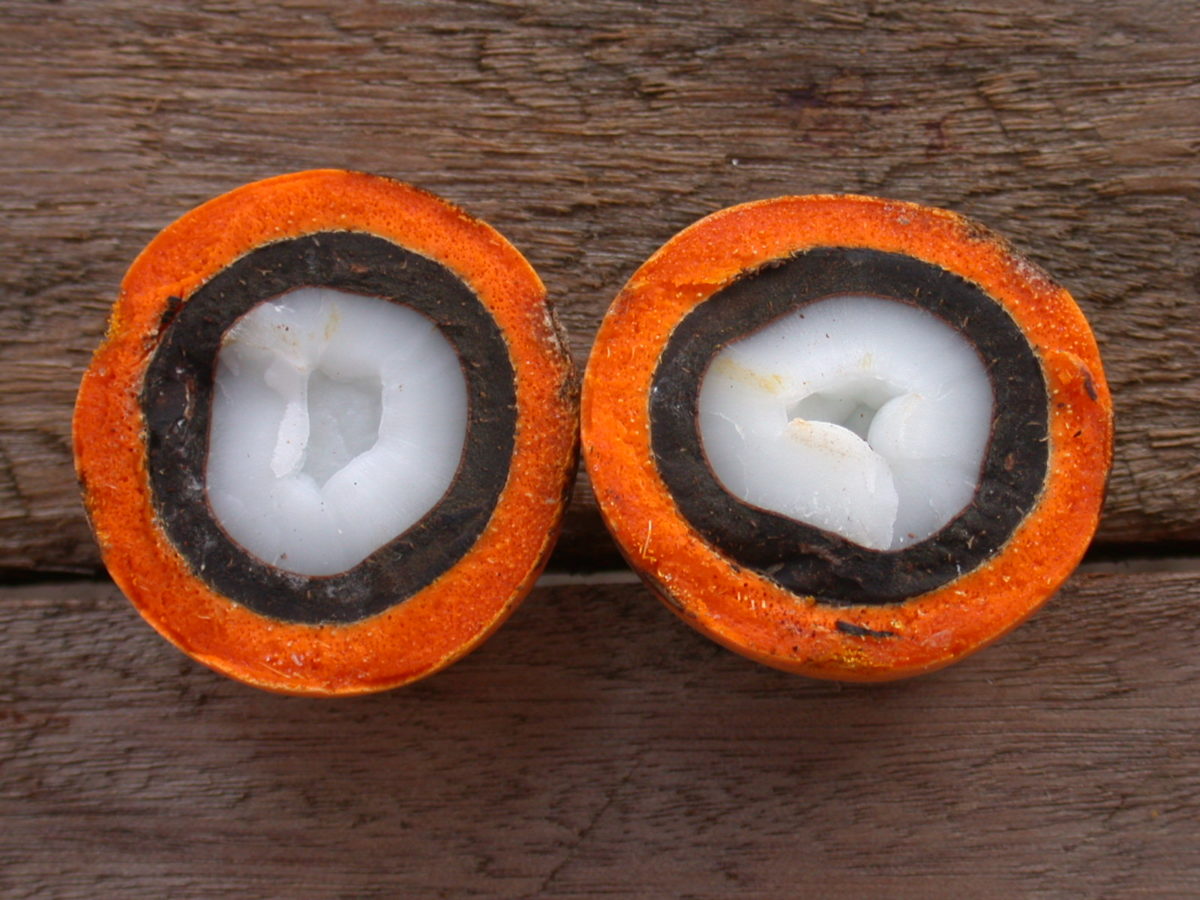 A imagem mostra o tucumã cortado ao meio. Ao centro do fruto, a amêndoa branca. No seu entorno, uma casca marrom. Por último, a polpa alaranjada do fruto.