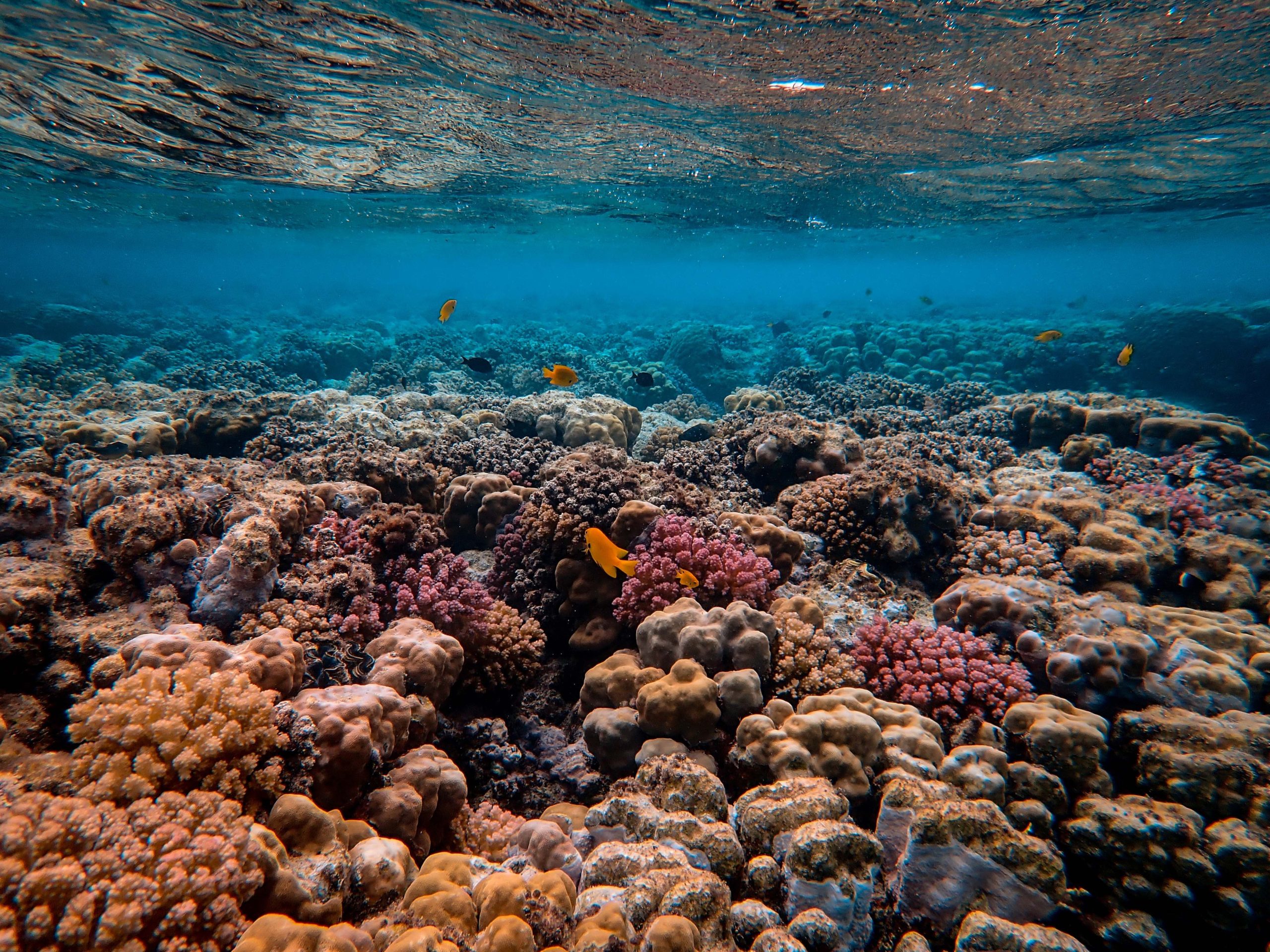 Fotografia do fundo do mar, com recifes de corais em diversos tons de rosa, laranja e amarelo.