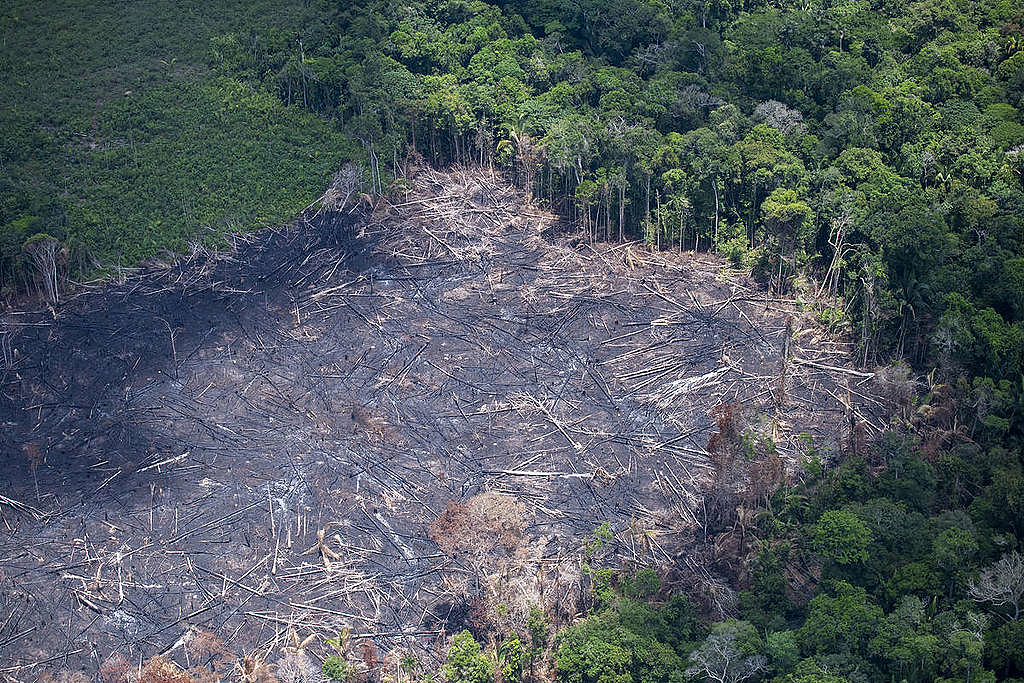 A imagem aérea mostra uma parte da floresta desmatada