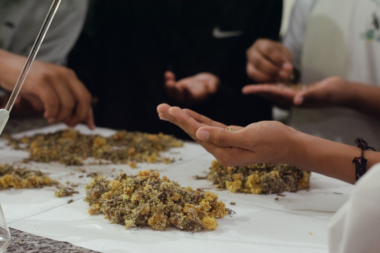 Fotografia em que aparecem em detalhe as mãos de quatro pessoas. Elas manuseiam flores de camomila, que estão dispostas sobre uma mesa coberta por um tecido branco.