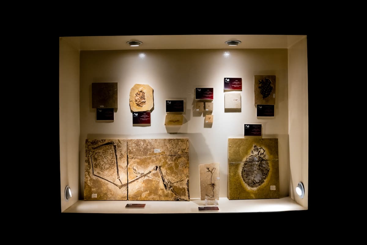 Foto de uma vitrine iluminada com fósseis em exposição