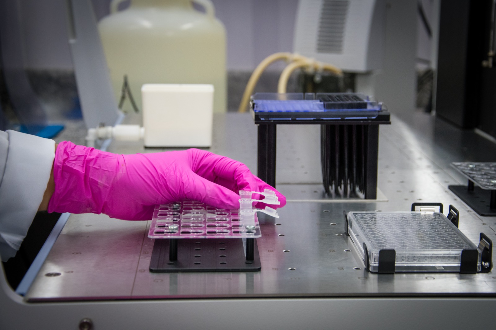 Imagem mostra luva rosa de um pesquisador pegando uma amostra no laboratório