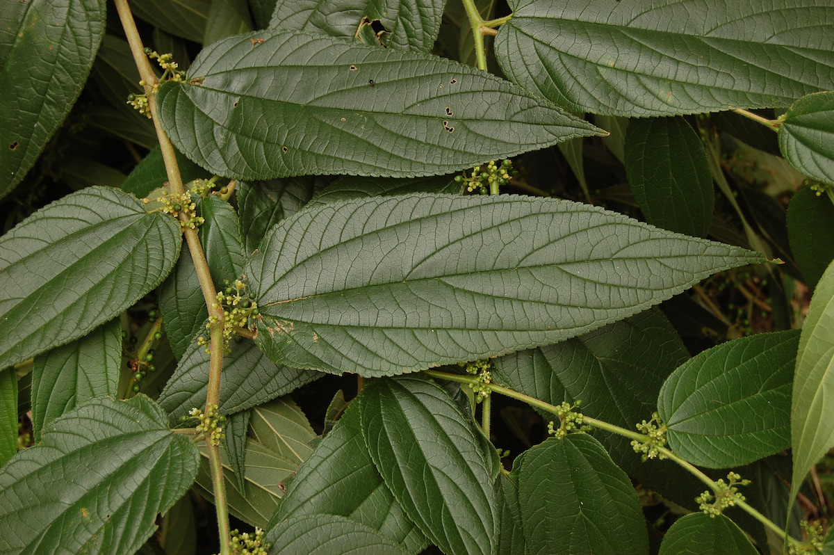 Fotografia da planta Trema micrantha blume. Suas folhas verdes têm textura áspera e apresentam três nervuras principais. Nos ramos há pequenos frutos.