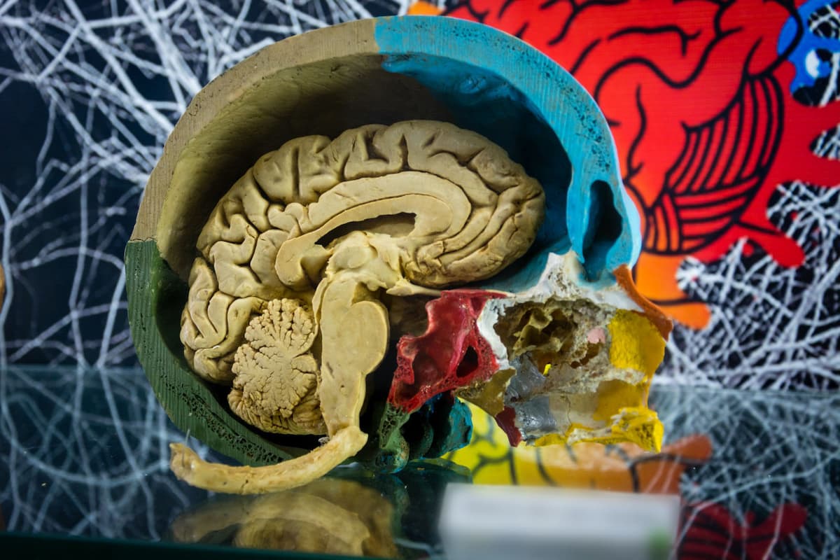 Fotografia de um modelo de Sistema Nervoso Central. A partir de um corte lateral na peça, é possível identificar órgãos como cérebro, cerebelo e bulbo.