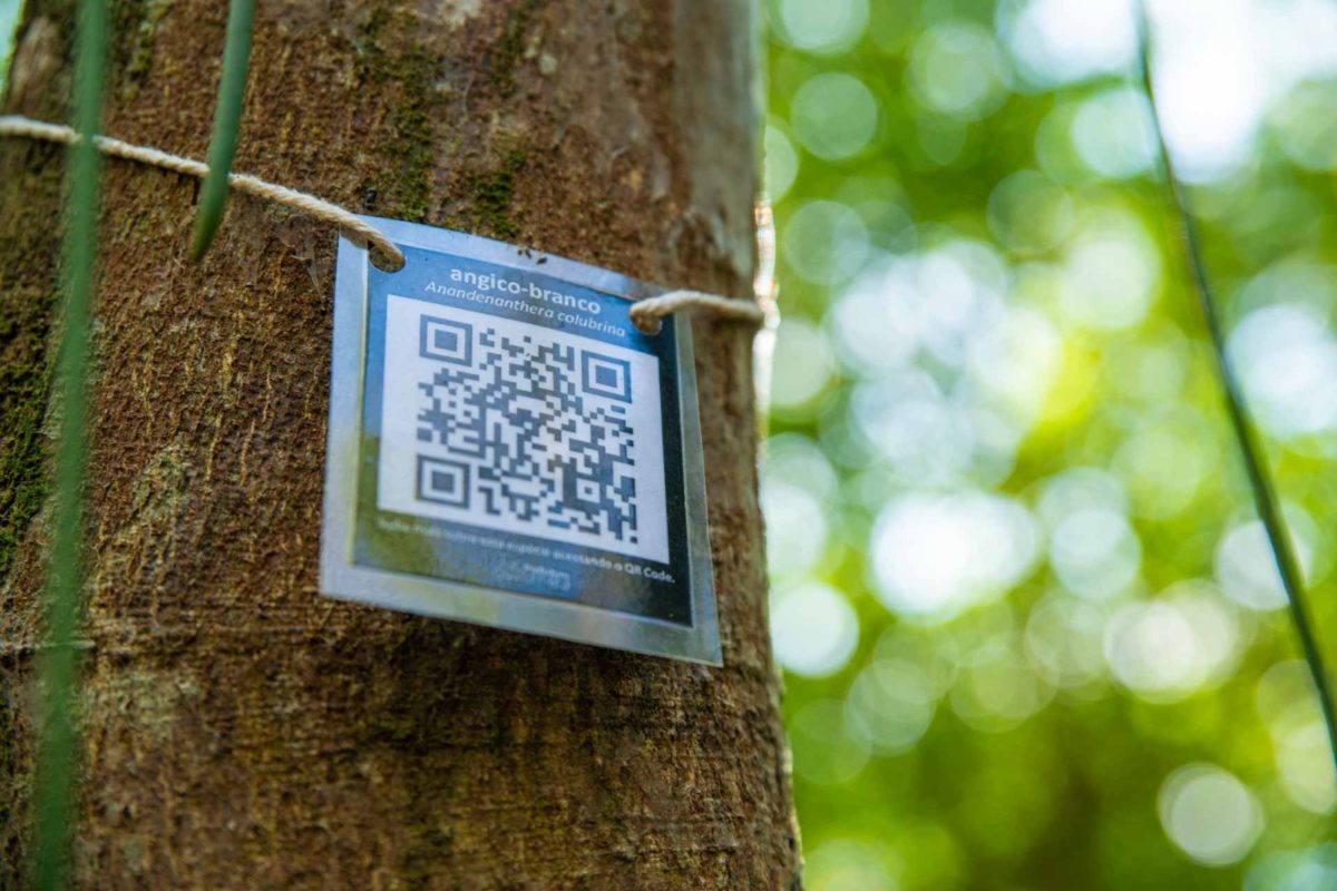  Fotografia de um tronco de árvore com uma etiqueta com QR code amarrada por uma corda. O nome da espécie, escrito na parte superior da etiqueta, é angico-branco.
