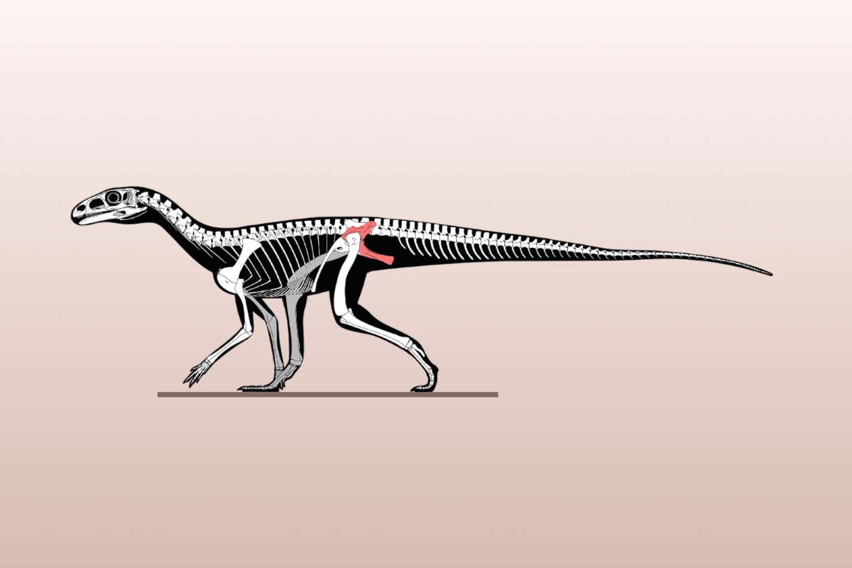 Nova espécie de fóssil descoberta pode representar um dos dinossauros mais antigos já identificados