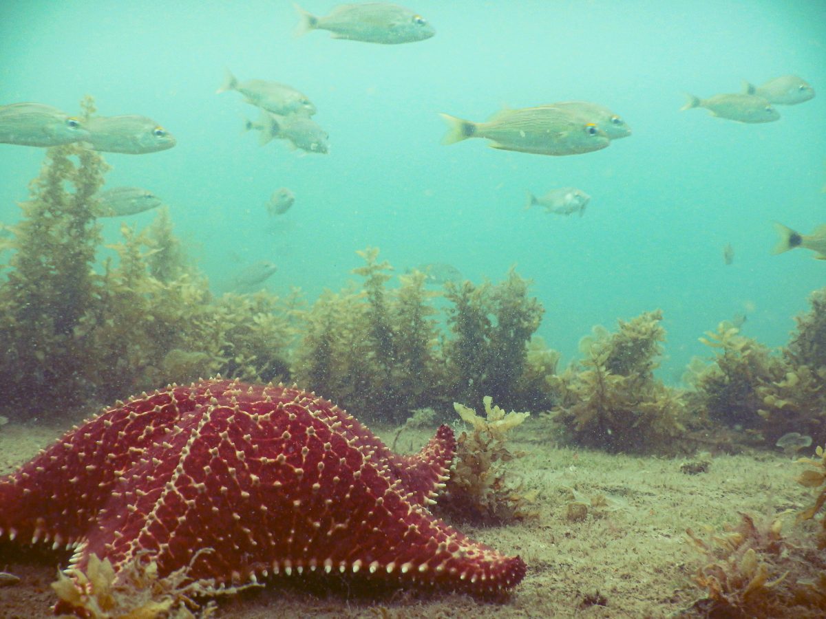 Florestas marinhas sob risco